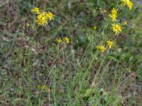 Senecio inaequidens Pildammsparken, Malmö, Skåne, Sweden 20150717_0054