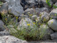 Senecio inaequidens Segeåns mynning, Malmö, Skåne, Sweden 20190729_0041