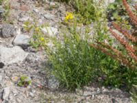 Senecio inaequidens Swedechrome, Norra hamnen, Malmö, Skåne, Sweden 20150724_0054