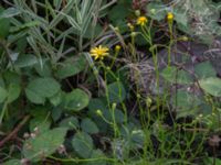 Senecio inaequidens Ulricedal, Malmö, Skåne, Sweden 20190824_0046