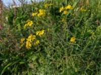 Senecio inaequidens Varvsparken, Malmö, Skåne, Sweden 20181013_0011