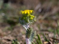 Senecio leucanthemifolius ssp. vernalis Hammars backar, Ystad, Skåne, Sweden 20190417_0022