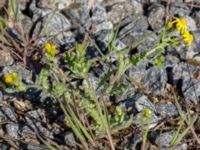 Senecio leucanthemifolius ssp. vernalis Horna, Kristianstad, Skåne, Sweden 20160505_0159