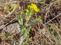 Senecio leucanthemifolius ssp. vernalis Horna, Kristianstad, Skåne, Sweden 20160505_0161