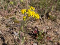 Senecio leucanthemifolius ssp. vernalis Horna, Kristianstad, Skåne, Sweden 20160505_0171