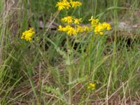 Senecio leucanthemifolius ssp. vernalis Kurland, Trelleborg, Skåne, Sweden 20160518_0105