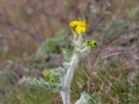 Senecio leucanthemifolius ssp. vernalis Paddreservatet, Norra hamnen, Malmö, Skåne, Sweden 20200412_0094