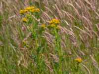 Senecio leucanthemifolius ssp. vernalis Toarpsdammen, Malmö, Skåne, Sweden 20190621_0212