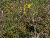 Senecio leucanthemifolius ssp. vernalis Vitemölla strövområde, Simrishamn, Skåne, Sweden 20150503_0110