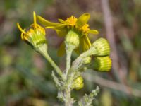 Senecio leucanthemifolius ssp. vernalis Vitemölla strövområde, Simrishamn, Skåne, Sweden 20150503_0135