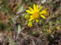 Senecio leucanthemifolius ssp. vernalis Vitemölla strövområde, Simrishamn, Skåne, Sweden 20150503_0138