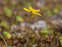 Senecio leucanthemifolius ssp. vernalisFosie bangård, Malmö, Skåne, Sweden 20210530_0042