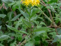 Senecio sarracenicus Farhults kyrka, Höganäs, Skåne, Sweden 20180718_0115