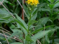 Senecio sarracenicus Farhults kyrka, Höganäs, Skåne, Sweden 20180718_0116