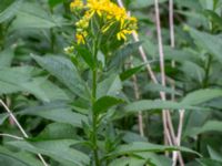 Senecio sarracenicus Farhults kyrka, Höganäs, Skåne, Sweden 20180718_0120