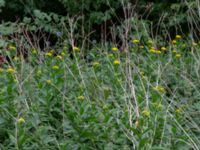 Senecio sarracenicus Farhults kyrka, Höganäs, Skåne, Sweden 20180718_0121