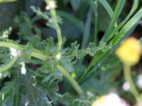 Senecio sylvaticus Grodreservatet, Norra hamnen, Malmö, Skåne, Sweden 20160612_0002