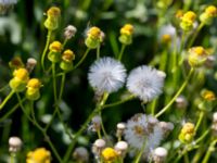 Senecio sylvaticus Grodreservatet, Norra hamnen, Malmö, Skåne, Sweden 20160612_0003