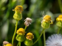 Senecio sylvaticus Grodreservatet, Norra hamnen, Malmö, Skåne, Sweden 20160612_0004