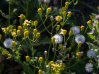 Senecio sylvaticus Grodreservatet, Norra hamnen, Malmö, Skåne, Sweden 20160612_0007