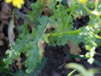 Senecio sylvaticus Grodreservatet, Norra hamnen, Malmö, Skåne, Sweden 20160612_0008