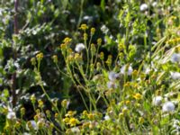 Senecio sylvaticus Grodreservatet, Norra hamnen, Malmö, Skåne, Sweden 20160612_0009