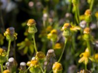 Senecio sylvaticus Grodreservatet, Norra hamnen, Malmö, Skåne, Sweden 20160612_0100