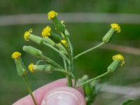 Senecio sylvaticus Kumleröd, Tågra, Sjöbo, Skåne, Sweden 20160703_0079