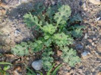 Senecio viscosus Centralen, Malmö, Skåne, Sweden 20181020_0034