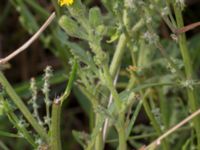 Senecio viscosus Lernacken, Malmö, Skåne, Sweden 20150815_0050