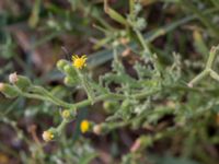 Senecio viscosus Lernacken, Malmö, Skåne, Sweden 20150815_0051