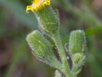 Senecio viscosus Lernacken, Malmö, Skåne, Sweden 20150815_0052