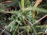 Senecio viscosus Lernacken, Malmö, Skåne, Sweden 20150815_0053