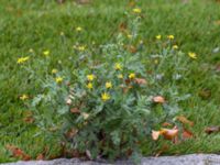 Senecio viscosus Lundavägen 65, Malmö, Skåne, Sweden 20151018_0011