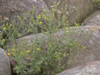 Senecio viscosus Ribersborg, Malmö, Skåne, Sweden 20150830_0019