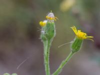 Senecio viscosus Ribersborg, Malmö, Skåne, Sweden 20150830_0020