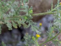 Senecio viscosus Ribersborg, Malmö, Skåne, Sweden 20150830_0021