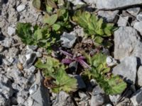 Senecio vulgaris Ö hamnen, Klagshamns udde, Malmö, Skåne, Sweden 20150702_0029