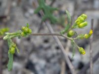 Senecio vulgaris Grodreservatet, Norra hamnen, Malmö, Skåne, Sweden 20160612_0094