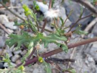 Senecio vulgaris Grodreservatet, Norra hamnen, Malmö, Skåne, Sweden 20160612_0095