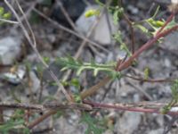 Senecio vulgaris Grodreservatet, Norra hamnen, Malmö, Skåne, Sweden 20160612_0096