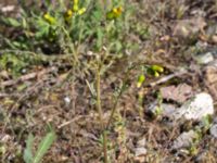 Senecio vulgaris Järnvägen mellan Saxgatan och Hammargatan, Mellersta hamnen, Malmö, Skåne, Sweden 20160525_0042