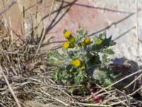 Senecio vulgaris Swedechrome, Malmö, Skåne, Sweden 20150406_0047 kopiera