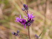 Serratula tinctoria Skjutbanan, Lernacken, Malmö, Skåne, Sweden 20190727_0025