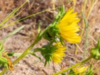 Silphium laciniatum Kroksbäcksparken, Malmö, Skåne, Sweden 20220728_0072