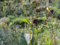 Silphium perfoliatum Östergård, Malmö, Skåne, Sweden 20170916_0096