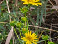 Silphium perfoliatum Södra varvsbassängen, Malmö, Skåne, Sweden 20231014_0170