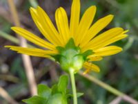 Silphium perfoliatum Södra varvsbassängen, Malmö, Skåne, Sweden 20231014_0173