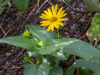 Silphium perfoliatum Södra varvsbassängen, Malmö, Skåne, Sweden 20231014_0178