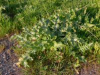 Silybum marianum Chalaubani, Kakheti, Georgia 20180426_3334